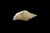 藏品(黑嘴鳳凰螺)的圖片